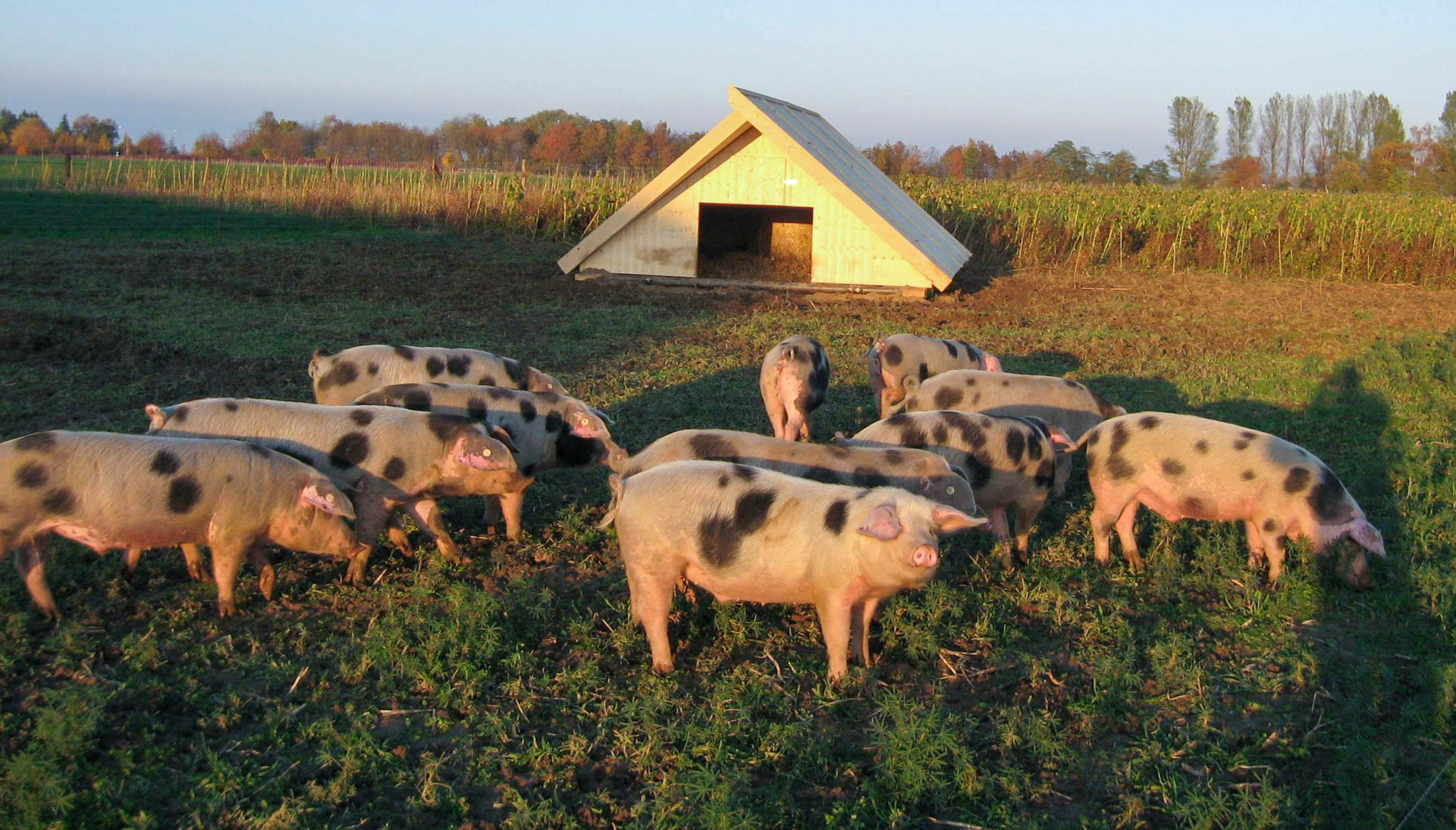 Mobiler Schweinestall auf der Weide